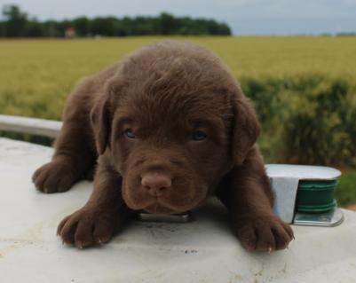3 wks female 3 wks female