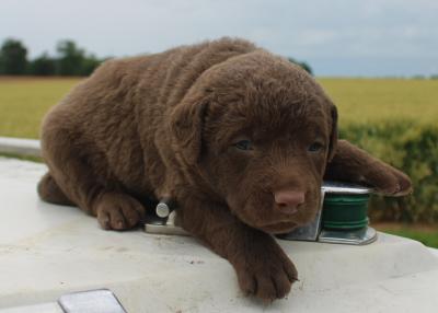 3 wks female 3 wks female