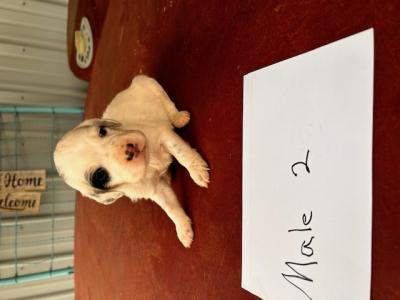 Male puppy Male puppy