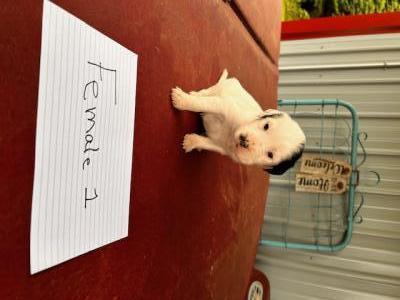 Female puppy Female puppy