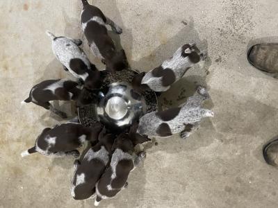 Puppies eating mush for the first time! Puppies eating mush for the first time!