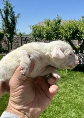 Smallest and whitest female. Smallest and whitest female.