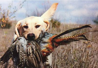Carly on retrieve Carly on retrieve