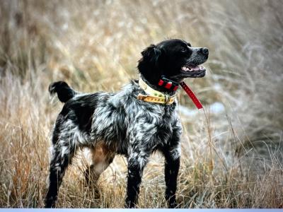 Tori, the sire of the litter Tori, the sire of the litter