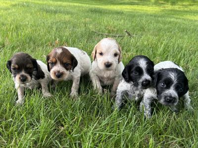 Male Puppies Male Puppies
