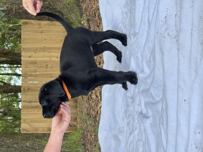 Orange collar female Orange collar female