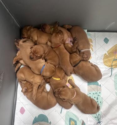 2 weeks old 2 weeks old