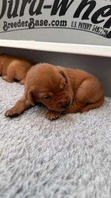 2 week old pup. Eyes just opening. 2 week old pup. Eyes just opening.
