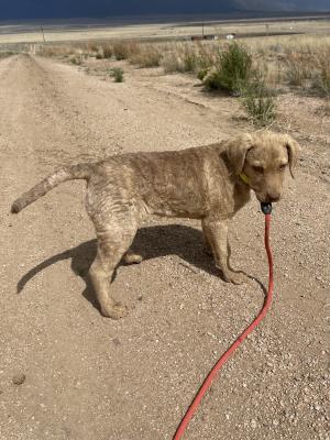 Yellow collar 14 weeks Yellow collar 14 weeks