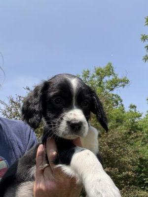 B/W female-available B/W female-available