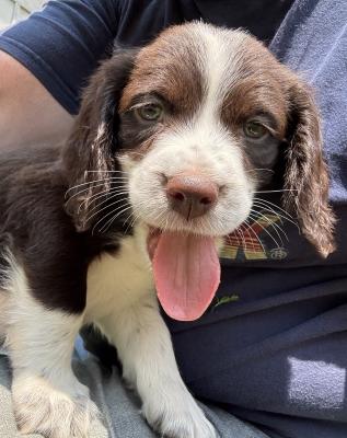 Liver/white male-available Liver/white male-available