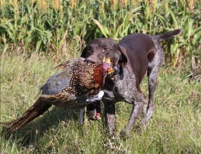 Mother retrieving a pheasant Mother retrieving a pheasant