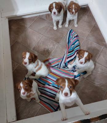 Puppies are 5 weeks old Puppies are 5 weeks old