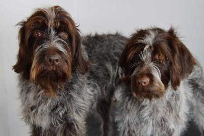 WALKER UNA Champion (A) Litter WALKER UNA Champion (A) Litter