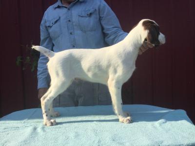Male, white and liver pup. 12 weeks old. Male, white and liver pup. 12 weeks old.