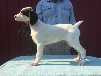 Male, white and liver pup. 12 weeks old. Male, white and liver pup. 12 weeks old.