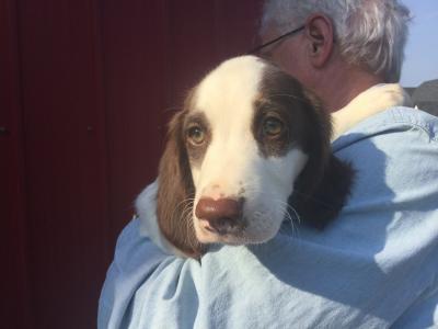 Male, white and liver pup. 12 weeks old. Male, white and liver pup. 12 weeks old.