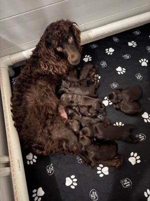 Mom with pups Mom with pups