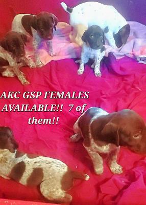 Here are the 7 females!!
All varieties of coloration and markings. Here are the 7 females!!
All varieties of coloration and markings.