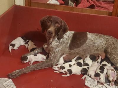 Aayla and her beautiful litter!! Aayla and her beautiful litter!!
