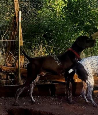 Loki! (The one standing) Father of the litter!! Loki! (The one standing) Father of the litter!!