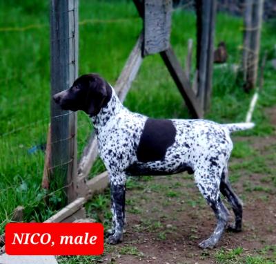 Nico!! Male. Nico!! Male.