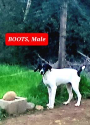 Boots! Male. Boots! Male.