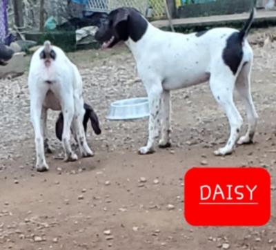Daisy. Female. Daisy. Female.