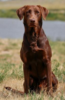The Sire “Storm” The Sire “Storm”