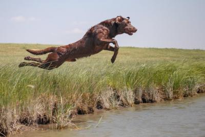 The Sire: “ Storm” The Sire: “ Storm”
