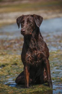 The Sire: “Storm” The Sire: “Storm”