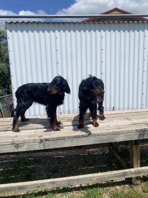 Dam & Sire Dam & Sire