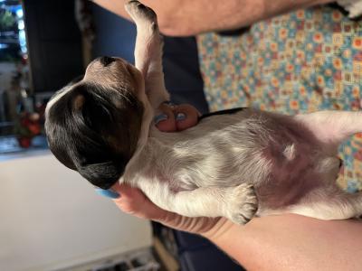 Tri male Tri male