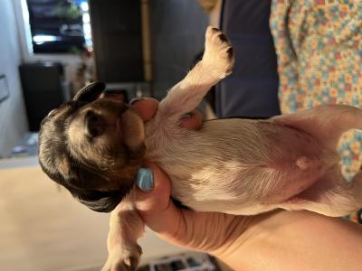 Tri male Tri male