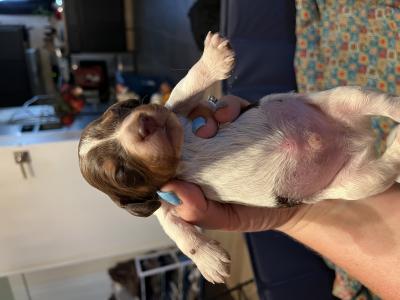 Liver tri male Liver tri male