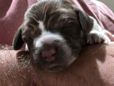 Angel and Buddy puppy 