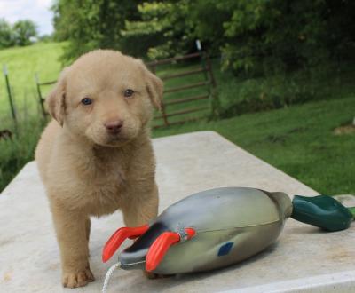 six wks male six wks male