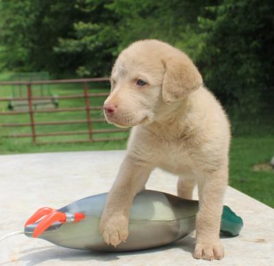 six wks male six wks male