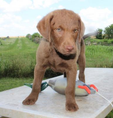 10 wks female 10 wks female