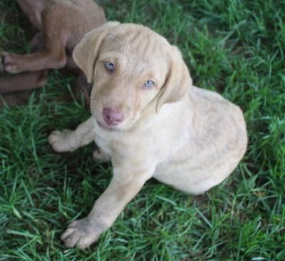 10 wks female 10 wks female