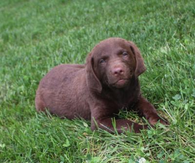 10 wks female 10 wks female