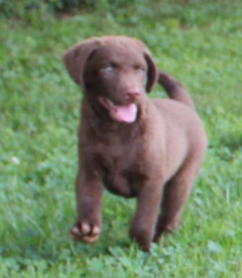 10 wks female 10 wks female