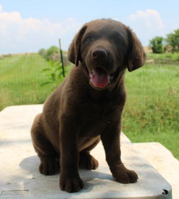 10 wks female 10 wks female