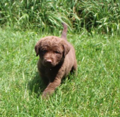 six wks male six wks male
