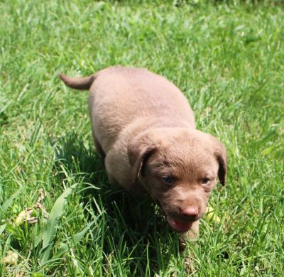 six wks male six wks male