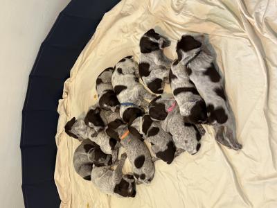 The Dynamic Dozen at 3 weeks old The Dynamic Dozen at 3 weeks old