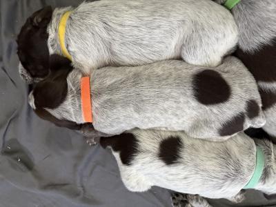Orange collar boy Orange collar boy