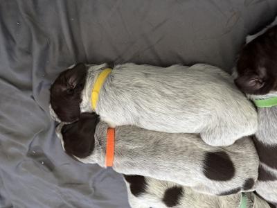 Yellow collar girl Yellow collar girl