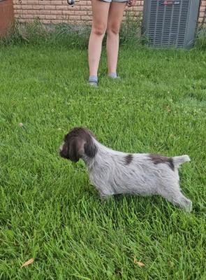 Little man working on his point. Very bird and more methodical hunter. Little man working on his point. Very bird and more methodical hunter.