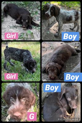 3males, 3females available. Whelped April 28th 2025 3males, 3females available. Whelped April 28th 2025